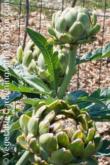 Green Globe Artichokes Green Globe Artichokes