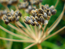 Dried Cilantro Seeds = Coriander