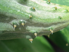 Spines on a Cucumber