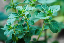 Marjoram