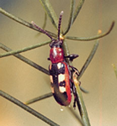 adult common asparagus beetle
