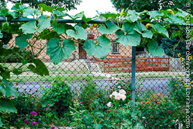 Garden Trellis: Winter Squash on Chainlink Fence