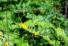 Garden Trellis of Concrete Reinforcing Wire