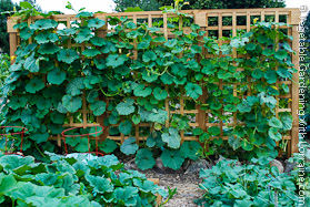 Cedar Garden Trellis Loaded with Melons at End of Season