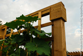 Corner Detail Cedar Squash Trellis
