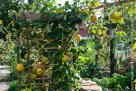 Vegetable Trellis with Airborne Winter Squash