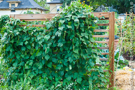 Cedar Bean Trellis at End of the Season