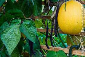 Vegetable Trellis Bounty