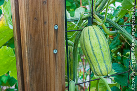 Vegetable Trellis: Is It a Melon or a Squash?