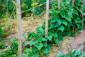 Cucumber Trellis of 2x2s and String
