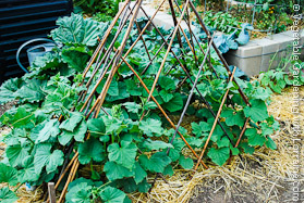 Expanding Bamboo Teepee Trellis