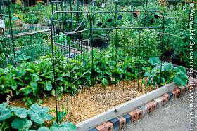 Decorative Steel Garden Trellis