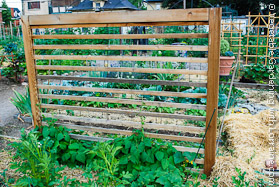 Huge Cedar Bean Trellis at the Beginning the Season