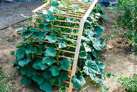 Wooden Arch Ladder Cucumber Trellis