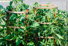 Vegetable Trellis Made of 2x2s and 1x2s
