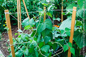 Bean Trellis of 1x2s and String