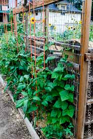 Beans on a trellis on a narrow strip of land