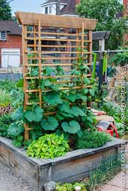 Beautifully sculpted vegetable trellis in a raised bed garden