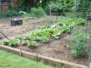 vegetable gardening for beginners starts with a good plan and layout