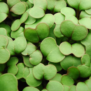 growing cabbage microgreens