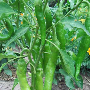 Growing Peppers