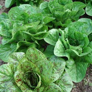 freckles romaine lettuce, my favorite variety