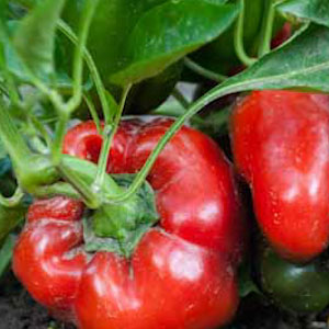 Growing peppers