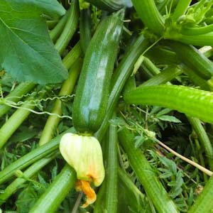one zucchini plant feeds our family all summer.