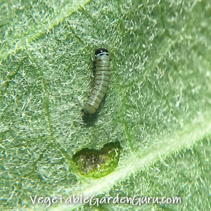 Just-hatched monarch butterfly larva on a milkweed leaf