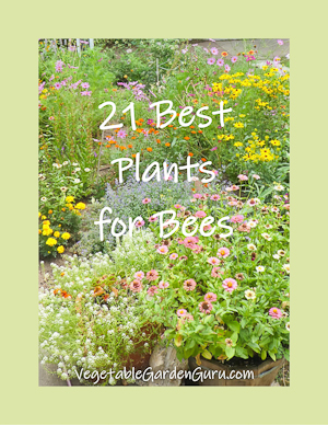 Best plants for bees: a free downloadable PDF
