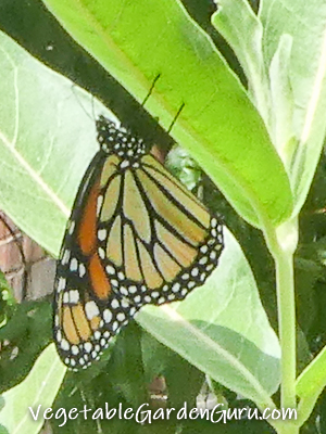 monarch on underside of milkweed leaf about to lay egg