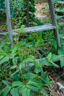 Growing Green Beans Up An Old Wooden Ladder