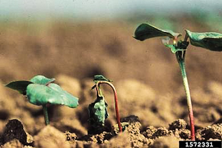 Damping off fungus on bean seedling (middle)