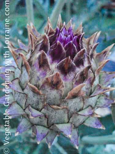 A growing artichoke past its eating prime makes a great centerpiece A growing artichoke past its eating prime makes a great centerpiece