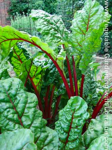 Growing Swiss Chard The Most Versatile Of Greens