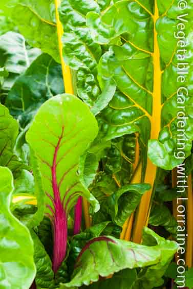 Growing Rainbow Chard Adds Beauty to Any Garden Growing Chard
