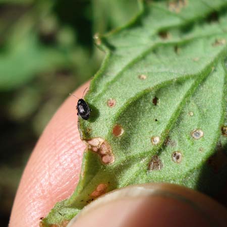 flea beetle