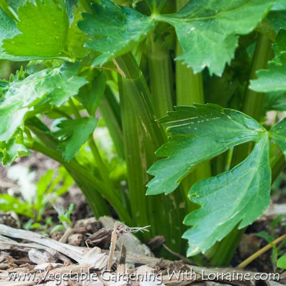 growing celery