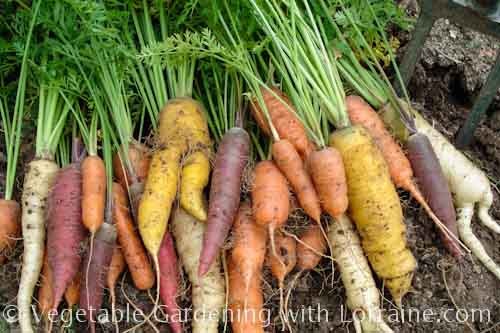 500x333 Growing carrots: carnival blend heirloom carrots