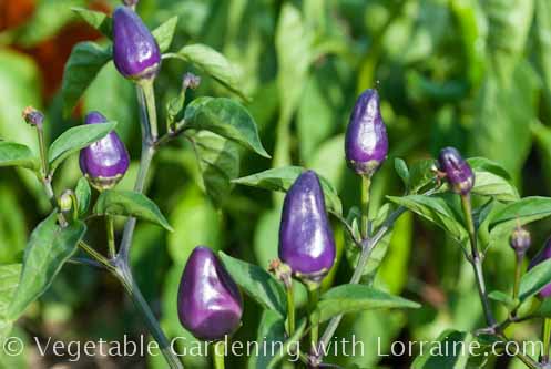 Purple super hot peppers Purple super hot peppers