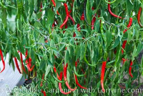 Cayenne ready for harvest Cayenne ready for harvest