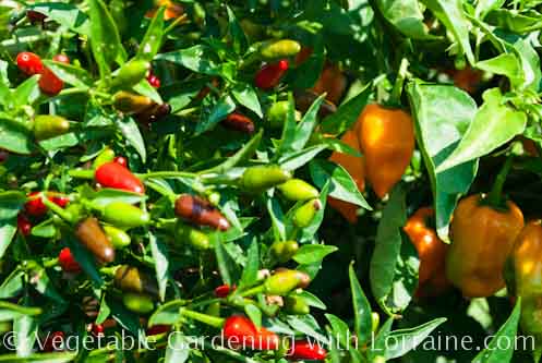 Thai and habañero peppers Thai and habañero peppers