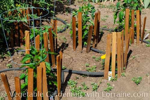 500x333 How to prevent sunscald on peppers 500x333 How to prevent sunscald on peppers