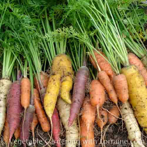 566x566 Carnival Blend of Heirloom Carrots