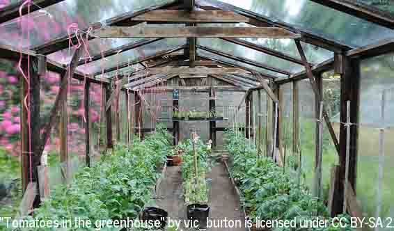Cuidado de plantas de tomate en invernadero