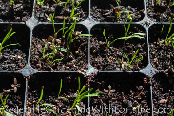 How to Transplant Carrot Seedlings