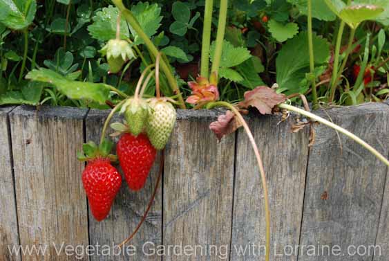 strawberries draping over the side of a whiskey barrel strawberries in a whiskey barrel