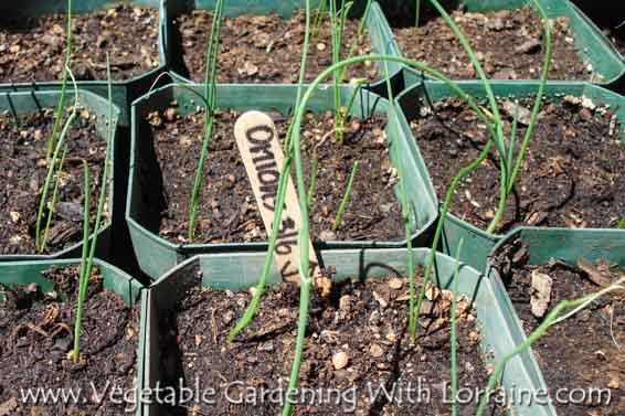 Growing onions from seed gives you a choice of varieties