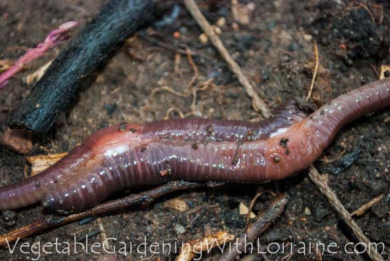 The Earthworm Life Cycle