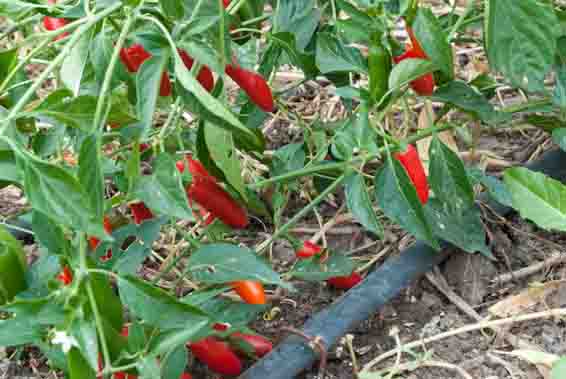 Ripe Red Jalapeno Peppers Ripe Red Jalapeno Peppers